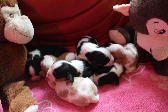 Du Paradis De Melba - Harmonie a mis bas ce vendredi 10 juin de 6 beaux bébés !