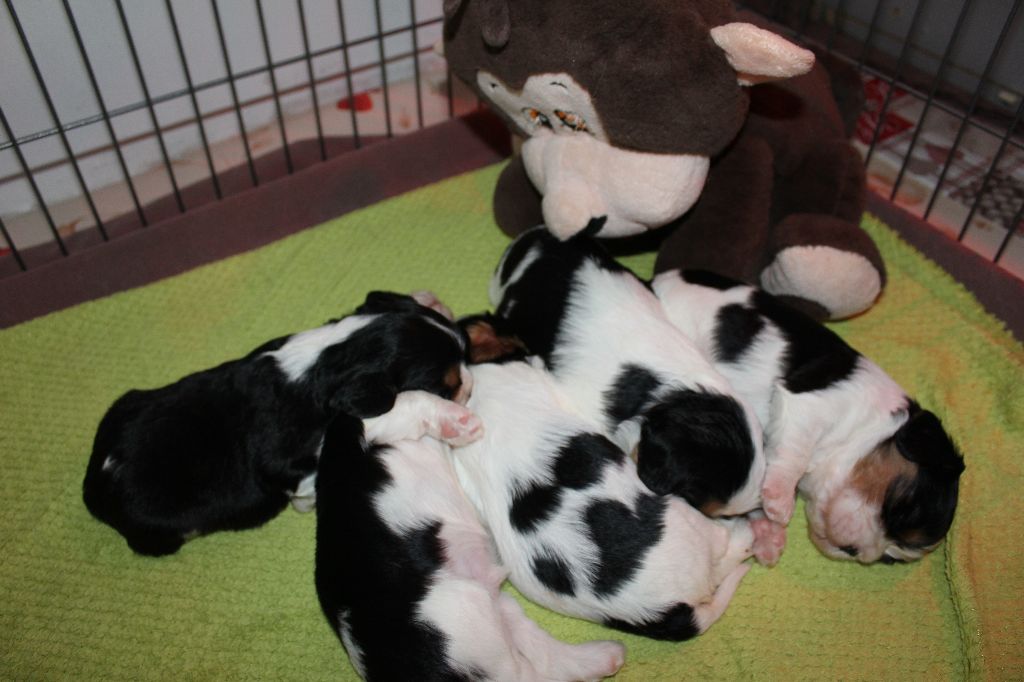 Du Paradis De Melba - Les bébés de Hypnose sont arrivés ! 