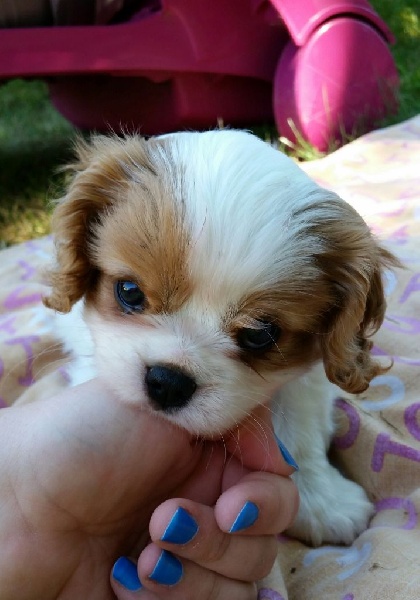 Du Paradis De Melba - Cavalier King Charles Spaniel - Portée née le 16/05/2015