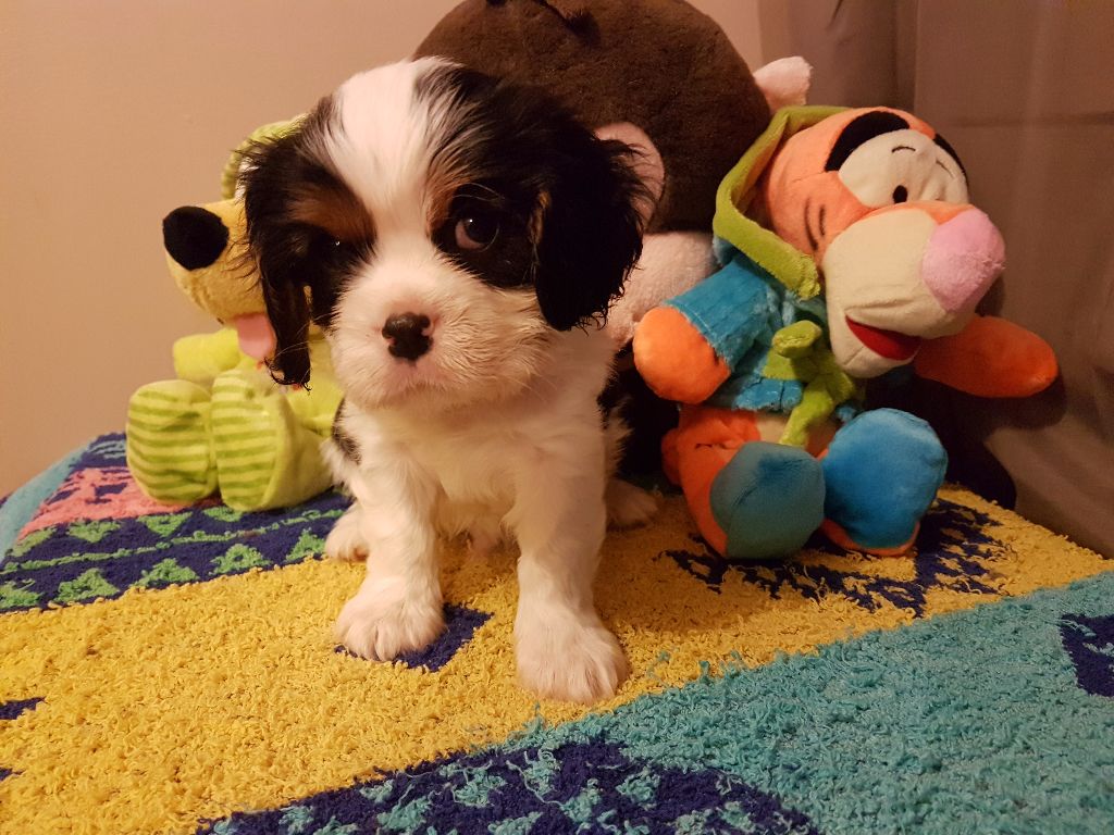 Du Paradis De Melba - Cavalier King Charles Spaniel - Portée née le 10/09/2017