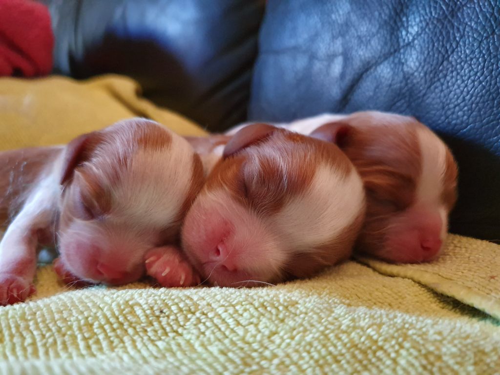 Du Paradis De Melba - Cavalier King Charles Spaniel - Portée née le 27/09/2019