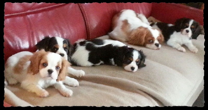 Du Paradis De Melba - Cavalier King Charles Spaniel - Portée née le 26/11/2013