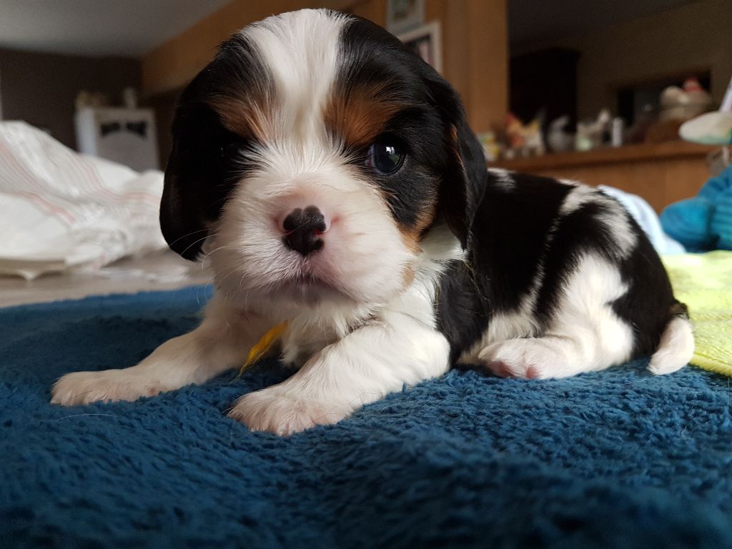 Du Paradis De Melba - Cavalier King Charles Spaniel - Portée née le 01/03/2018