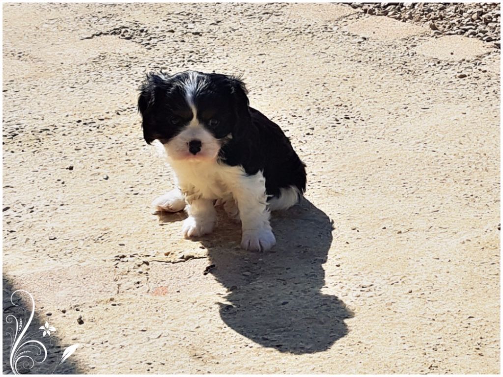 Du Paradis De Melba - Cavalier King Charles Spaniel - Portée née le 31/01/2017