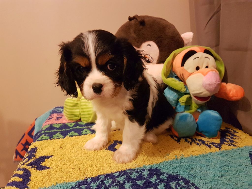Du Paradis De Melba - Cavalier King Charles Spaniel - Portée née le 25/08/2017