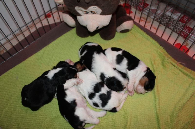 Du Paradis De Melba - Cavalier King Charles Spaniel - Portée née le 27/05/2016