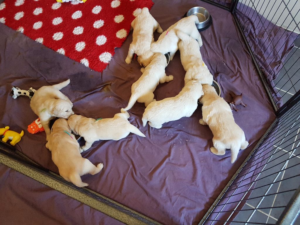 Du Paradis De Melba - Golden Retriever - Portée née le 18/05/2017