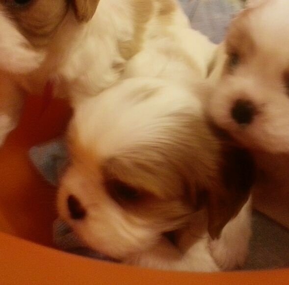 Du Paradis De Melba - Cavalier King Charles Spaniel - Portée née le 26/03/2014