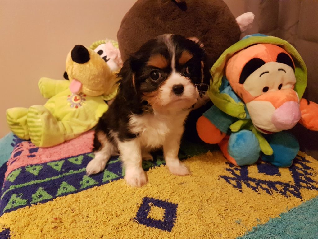 Du Paradis De Melba - Cavalier King Charles Spaniel - Portée née le 25/08/2017