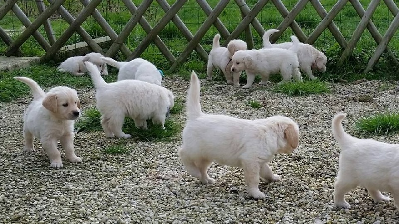Du Paradis De Melba - Golden Retriever - Portée née le 10/01/2016